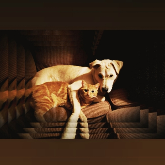 Meet your Posher, Lisa - Picture 1 of 1